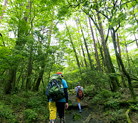 3.苔むす林の中（35分）