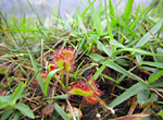 モウセンゴケ（食虫植物）